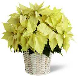 The FTD White Poinsettia Basket (Large) from Victor Mathis Florist in Louisville, KY
